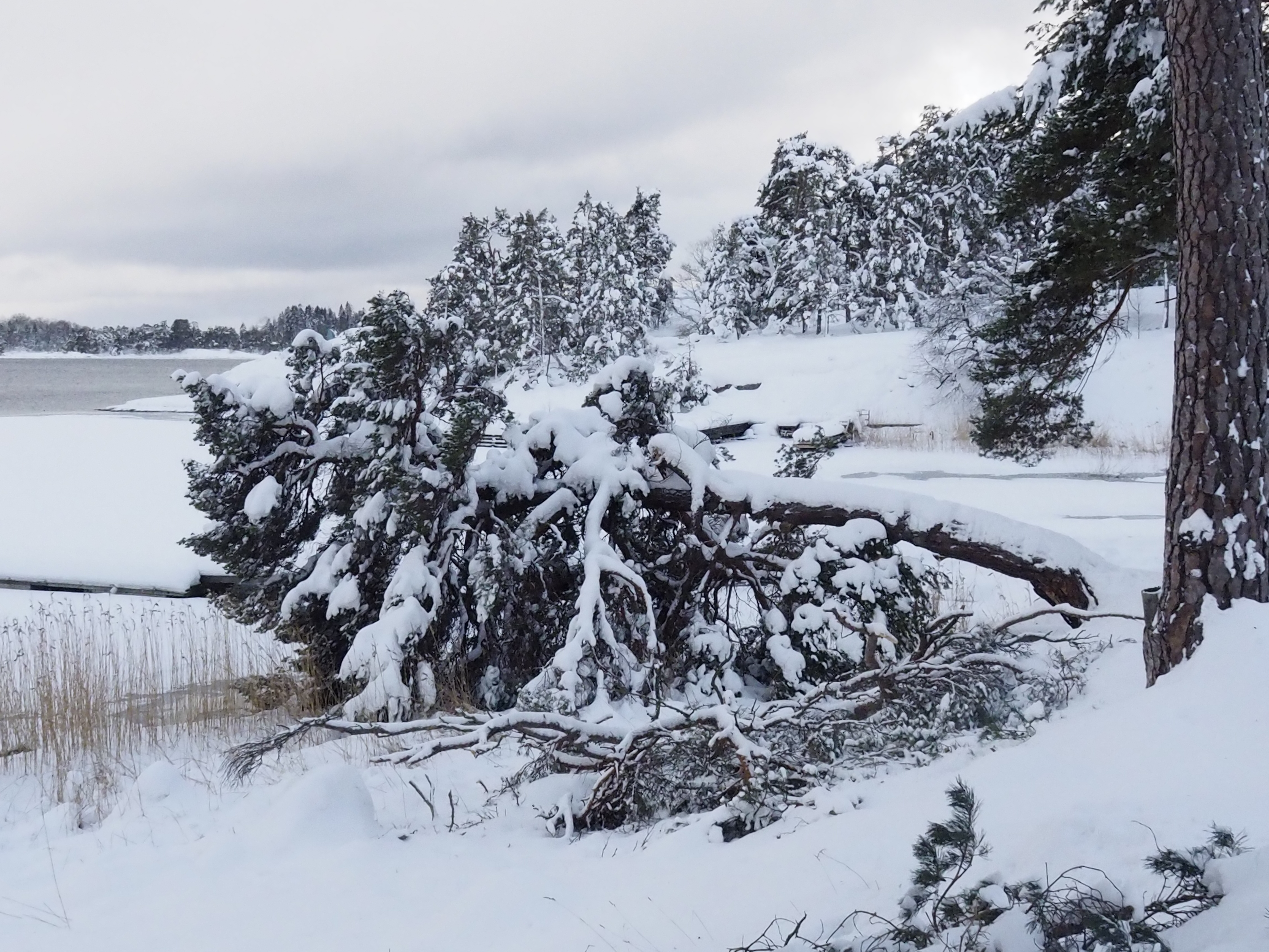 Snötyngt träd